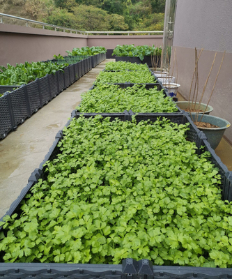 Durée de vie de jardin de l'arrière-cour 0.5mm-16.0mm longue de boîte en plastique épaisse de planteur