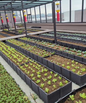 26CM hautes boîtes augmentées en plastique imperméables de planteur pour le poids léger d'arbres fruitiers