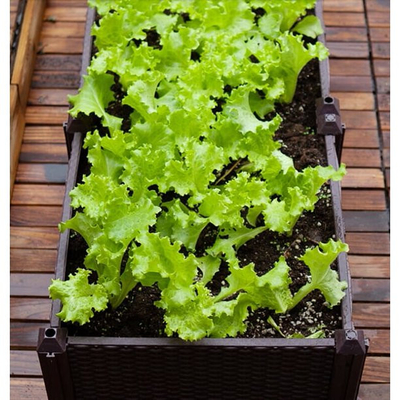 Kit augmenté en plastique de planteur de lit de jardin de boîte de planteur de polypropylène de la CE ISO9001