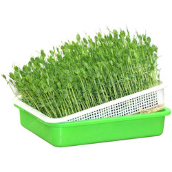 Longueur hydroponique respirable multicolore du plateau 31cm de jeune plante recyclable